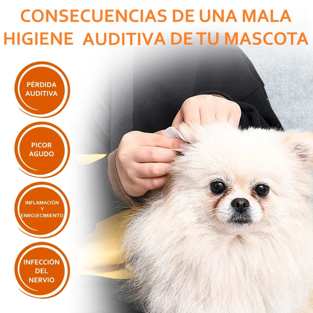 consecuencias mala higiene oídos de perro. Sordera, picor, inflamación, infección. 