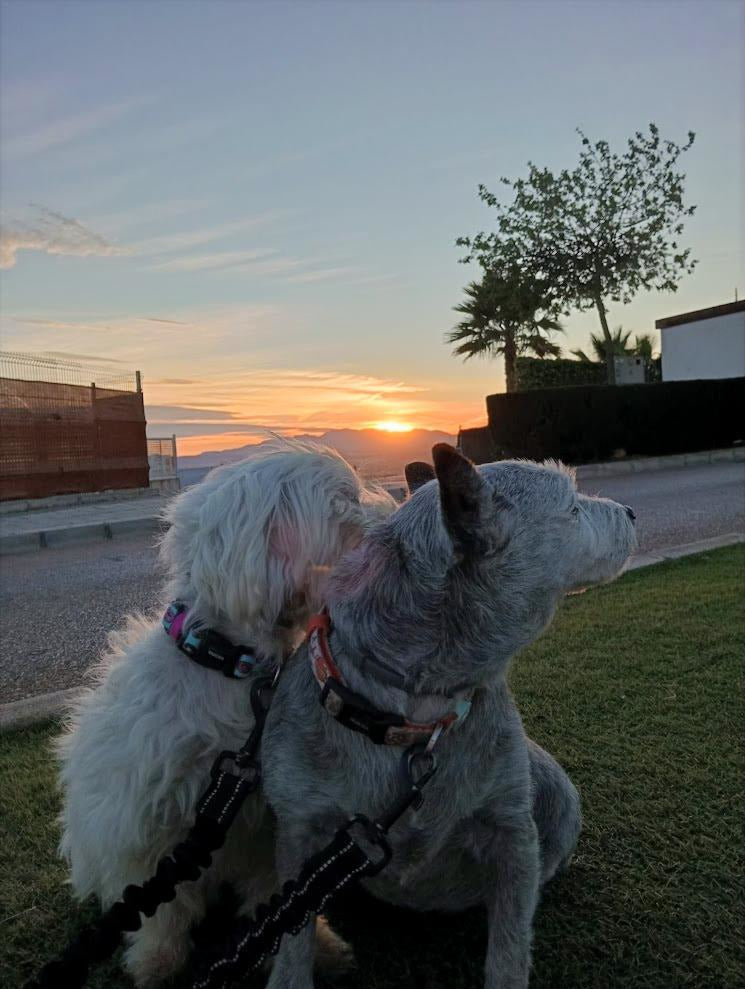 Dos perros observan el atardecer durante su paseo, símbolo de calma y conexión entre humano y mascota — FurBud’s.