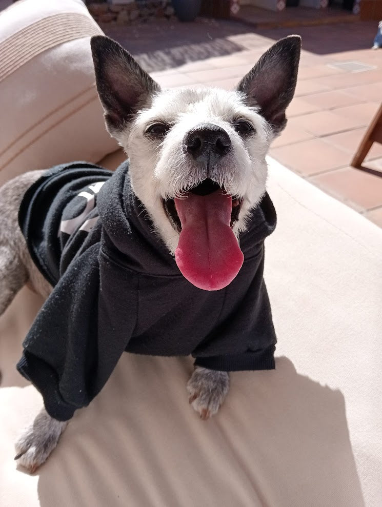 Adopción vs. Compra: el poder de elegir dar un hogar