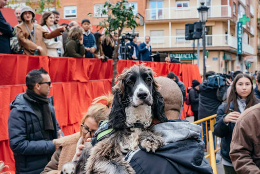 celebración San Antonio Abad en Valencia