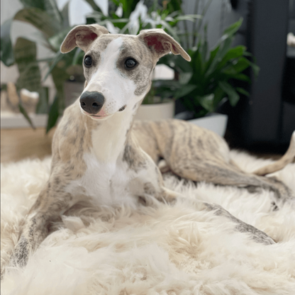 Square or Rectangular Natural Sheepskin Pet Mat - White-4