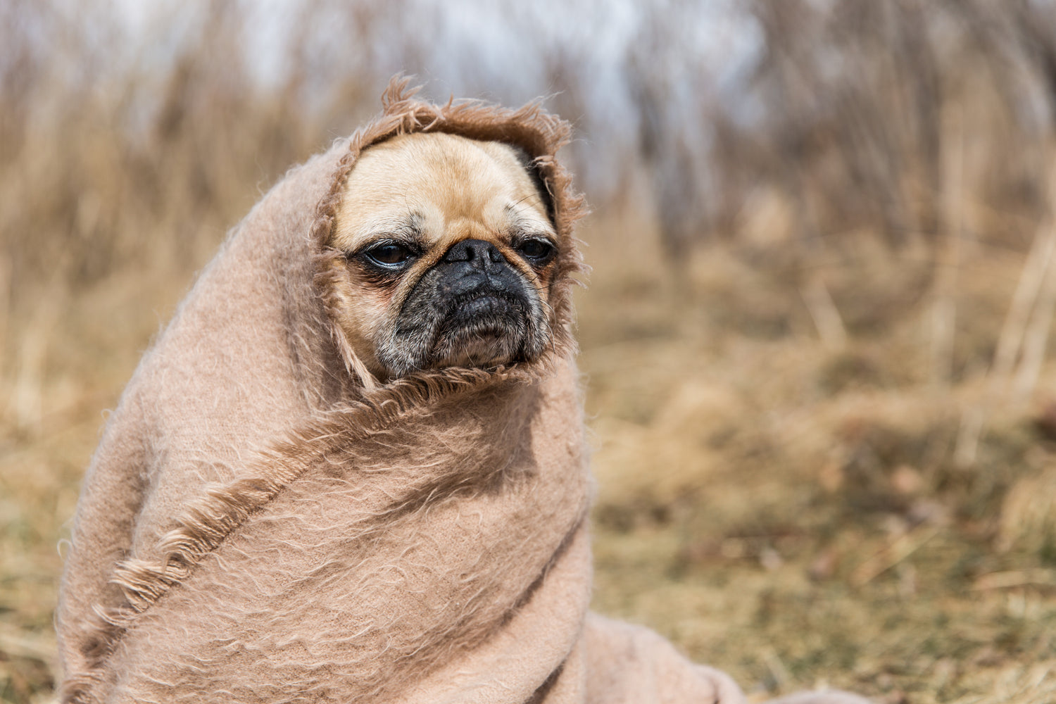 Perro con manta Furbud's Petshop